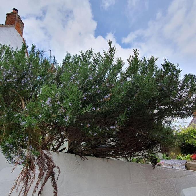 Priory Cottage Уестбъри Екстериор снимка